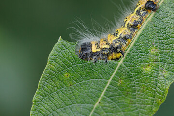 a large yellow and black insect caterpillar eats the green leaves of a shrub.