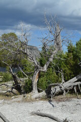 Dead tree in yellowstone