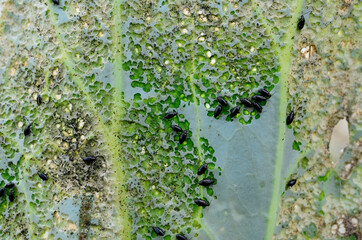 Cabbage leaf was eaten by aphids closeup. Concept of gardening and vegetable growing, fight against...
