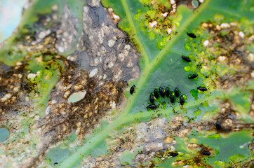 Cabbage leaf was eaten by aphids closeup. Concept of gardening and vegetable growing, fight against parasites, aphids.