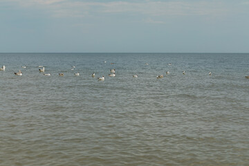 wild gulls floating in the sea