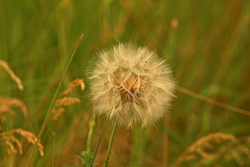 Taraxacum officinale as a dandelion or common dandelion commonly known as dandelion. In Polish it is known as 