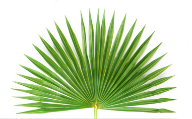 green palm leaf isolated on white background © amixstudio