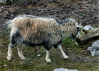 Cashmere goat walking in its enclosure