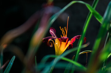 Kwiat lilii na ciemnym tle	
