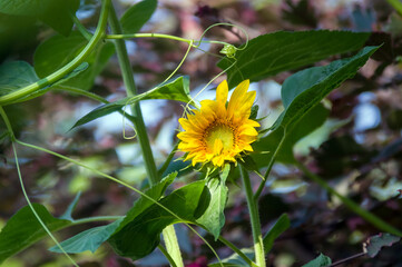 Mały ozdobny kwiat słonecznika w pięknych mocnych promieniach żółtego słońca	
 - obrazy, fototapety, plakaty