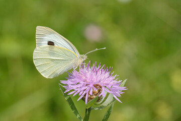 Large cabbage white (Pieris brassicae).