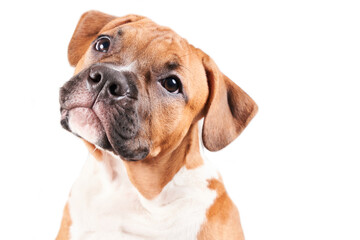 Fototapeta premium American Staffordshire Terrier puppy portrait isolated on white background. Dog muzzle close-up in studio