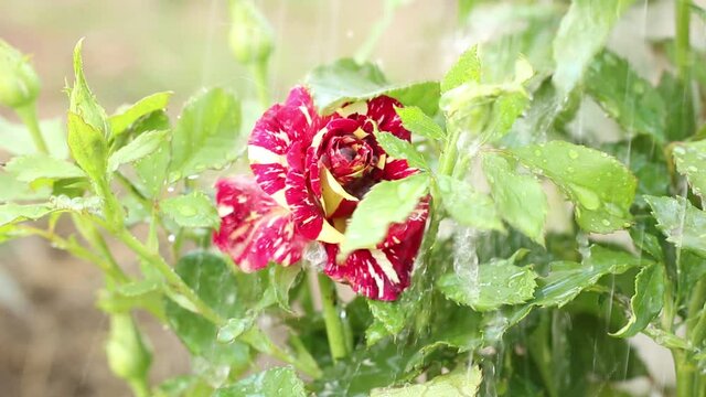 Red Rose With Orange Streaks In The Rain. Close-up Nature.
