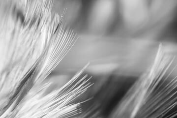 black and white feather