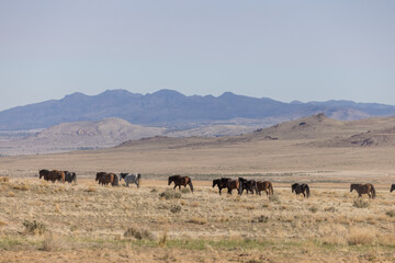 Herd of Wild Horses in the Utah Desert