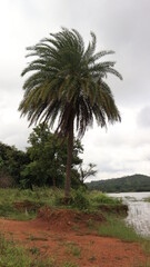 Fototapeta na wymiar Phoenix sylvestris also known as silver date palm, Indian date, sugar date palm