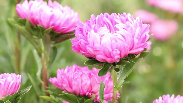 A pink flower sways in the wind. Astra close-up.
