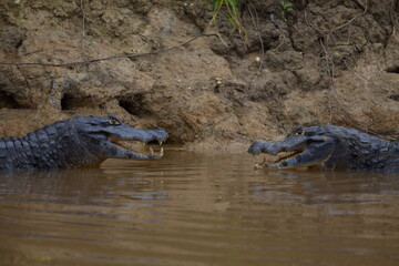 Closeup of two Black Caiman (Melanosuchus niger) fighting in water with jaws open showing teeth, Bolivia