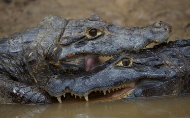 Obraz premium Closeup portrait of two Black Caiman (Melanosuchus niger) fighting in water with jaws locked open showing teeth, Bolivia