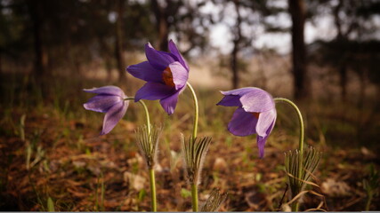 purple crocus flowers