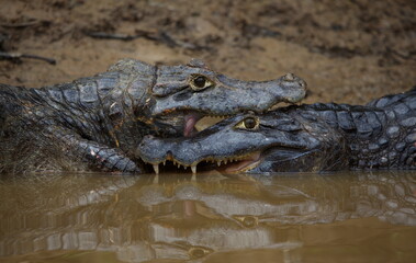 Extreme closeup portrait of two Black Caiman (Melanosuchus niger) fighting in water with jaws locked open showing teeth, Bolivia