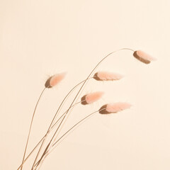 spikelets on a beige background. square minimalistic art still life