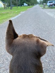 dog on the road
