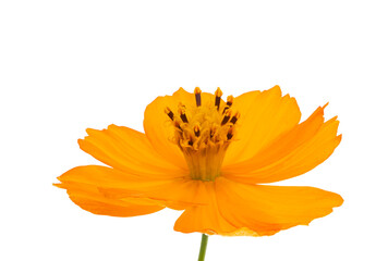 orange cosmos flower isolated