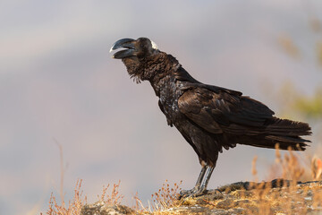 Thick-billed Raven - Corvus crassirostris, large black bird endemic in Ethiopia, Simien mountains.