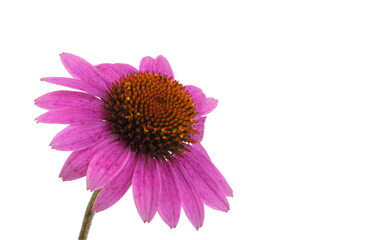 echinacea flower isolated