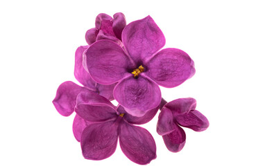 Fototapeta na wymiar lilac flower isolated