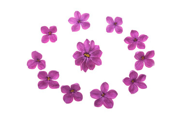 Fototapeta na wymiar lilac flower isolated