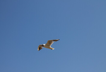 A lonely great white gull in the blue sky close-up and space to copy on a bright summer sunny day