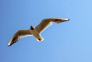 A white gull in close-up hovers in the air with its wings spread against the background of a cloudless clear blue sky and a space for copying. Concept-summer vacation and freedom