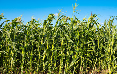 corn growing on a field on a sunny day