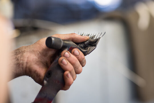 shearer's hand holding shearing handpiece