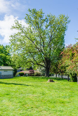 Tall Tree At City Park