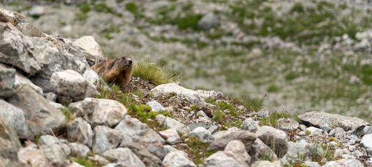 Marmotte