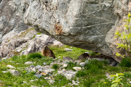 Marmotte