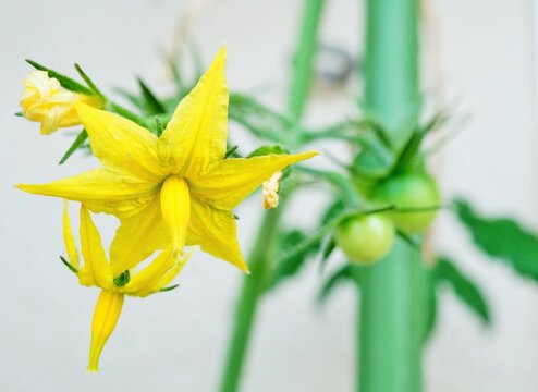 トマトの花とまだ膨らみ始めのトマトの青い実