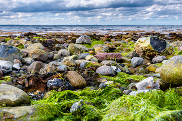 Frühling an der Ostsee am Timmendorfer Strand mit einem blühendem Rapsfeld in den Dünen