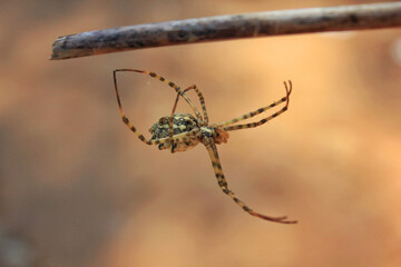 Naturaleza, araña en su pleno habita. 