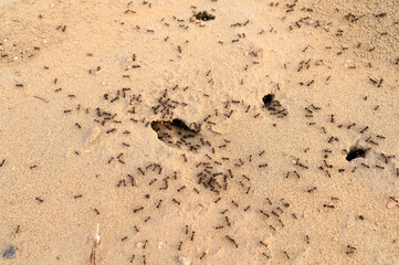 Fototapeta na wymiar Black ants in desert near an colony