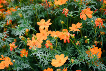 yellow and orange flowers