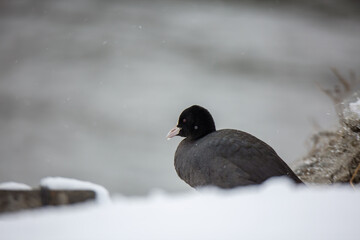 Eurasian Coot, (Fulica atra) in its natural habitat.