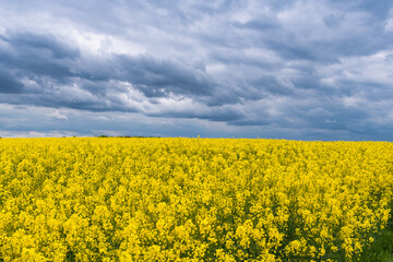 Obraz premium Frühling an der Ostsee am Timmendorfer Strand mit einem blühendem Rapsfeld in den Dünen