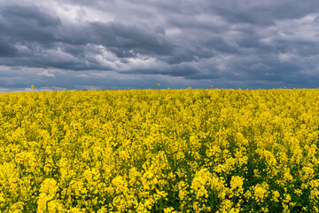Obraz premium Frühling an der Ostsee am Timmendorfer Strand mit einem blühendem Rapsfeld in den Dünen