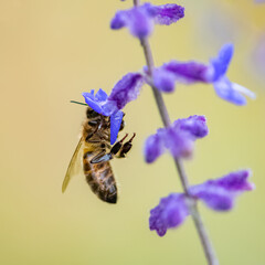 A bee on a lavender stalk to collect pollen in summer
