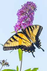Swallowtail butterfly feeding from purple flowers in garden