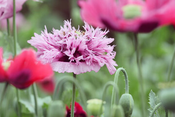 Feathered lilac opium poppy in flower