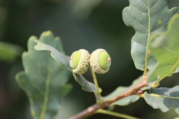 Young green acorns are spreading on a branch. Oak fruits.