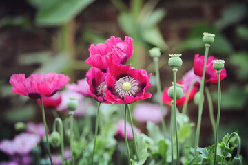Fototapeta premium Deep pink opium poppy in flower
