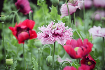 Feathered lilac opium poppy in flower