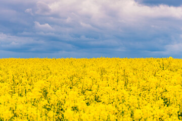 Fototapeta premium Frühling an der Ostsee am Timmendorfer Strand mit einem blühendem Rapsfeld in den Dünen